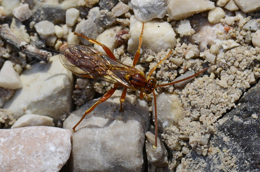Theronia atalantae (Ichneumonidae, Pimplinae)